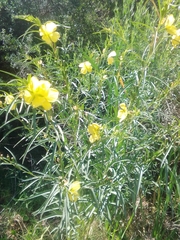 Ludwigia longifolia