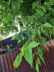 Acer negundo