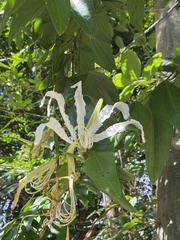 Bauhinia forficata