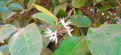 Chionanthus mala-elengi
