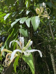 Bauhinia forficata