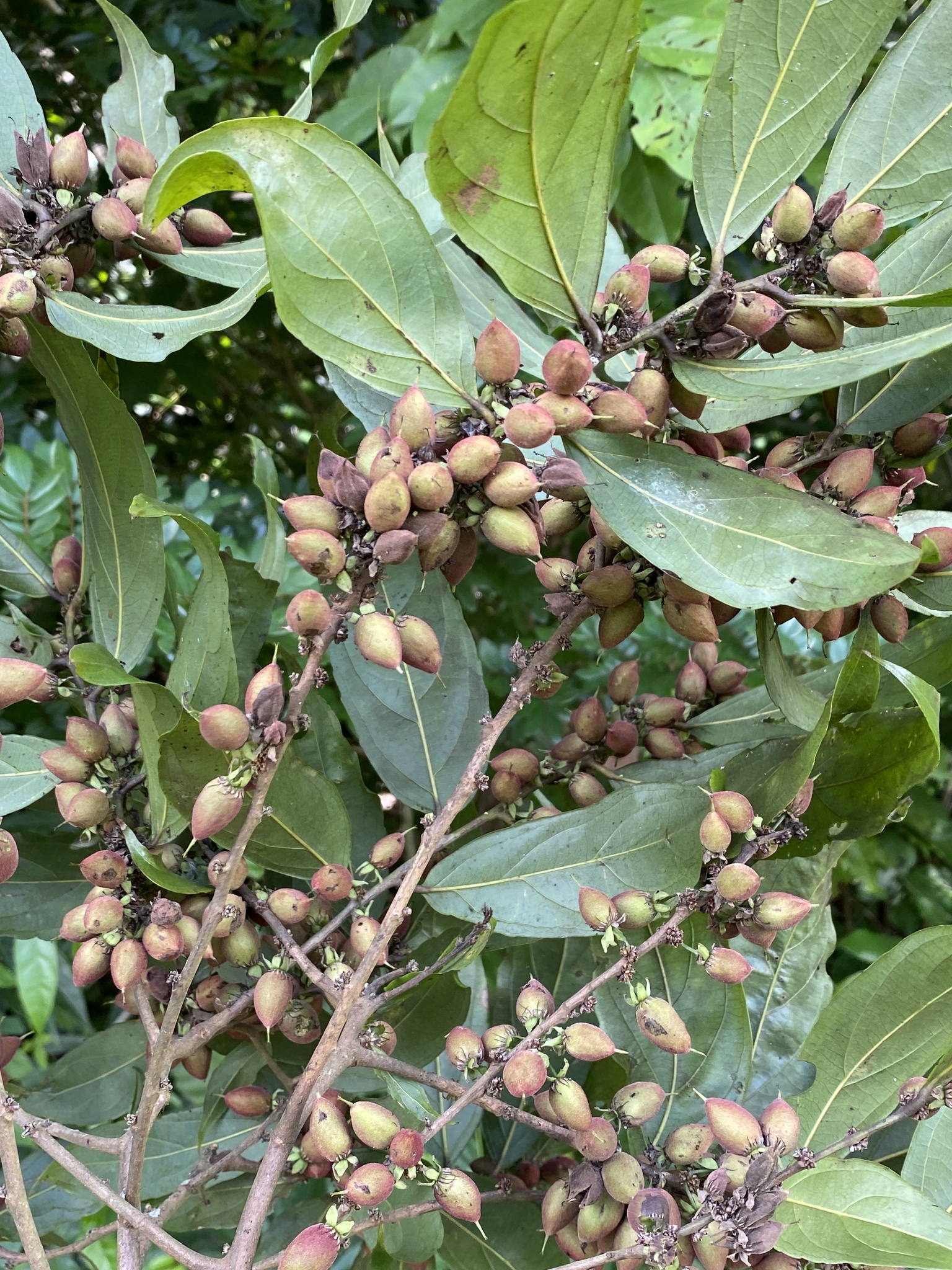 Imagem de Pimenta-de-macaco