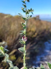 Amphithalea rostrata