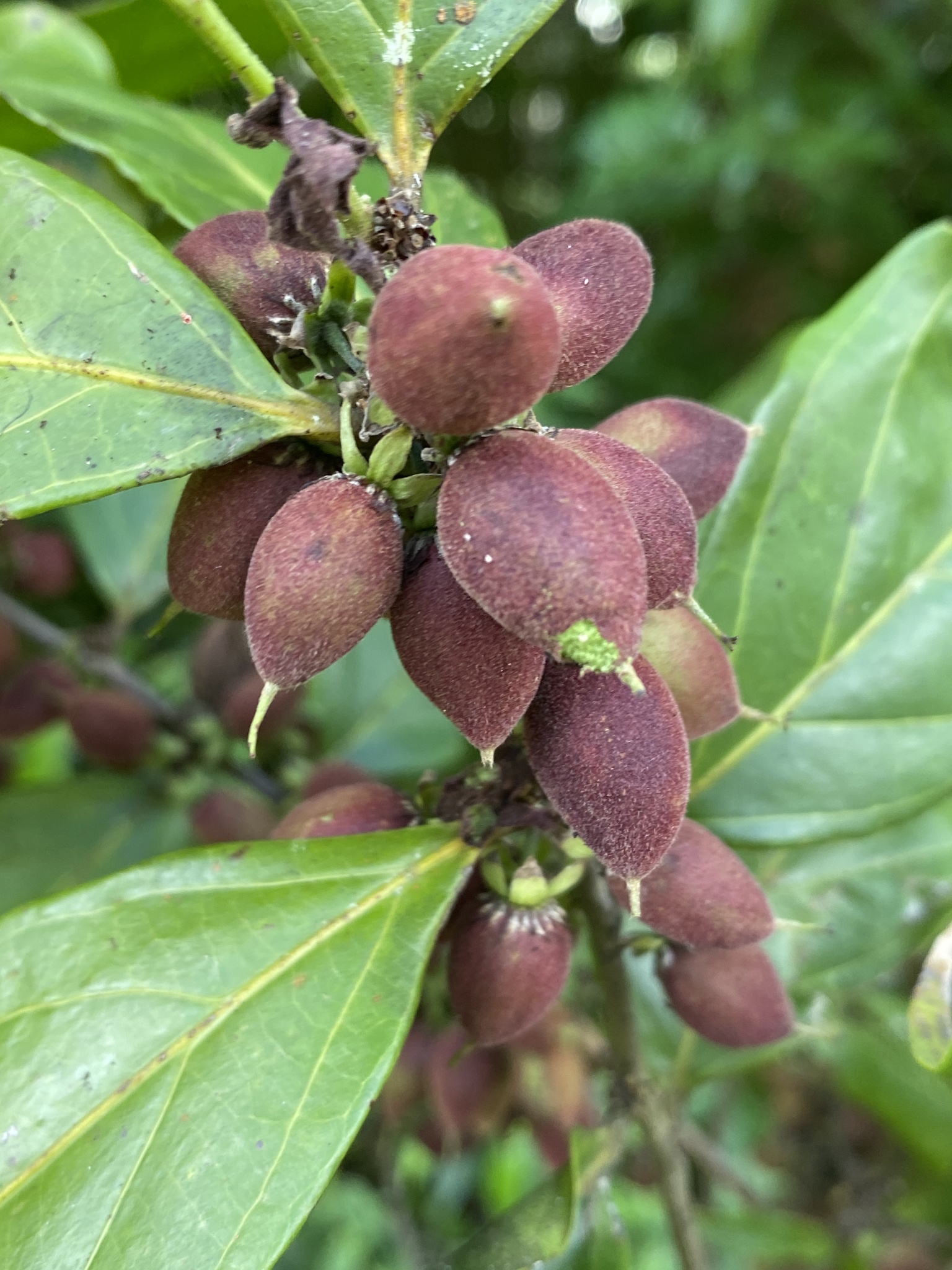 Imagem de Pimenta-de-macaco