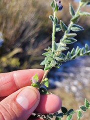 Amphithalea rostrata