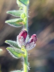 Amphithalea rostrata