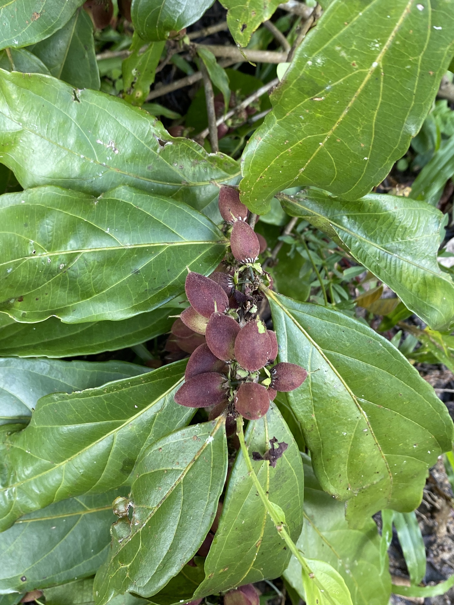 Imagem de Pimenta-de-macaco