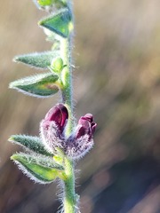 Amphithalea rostrata