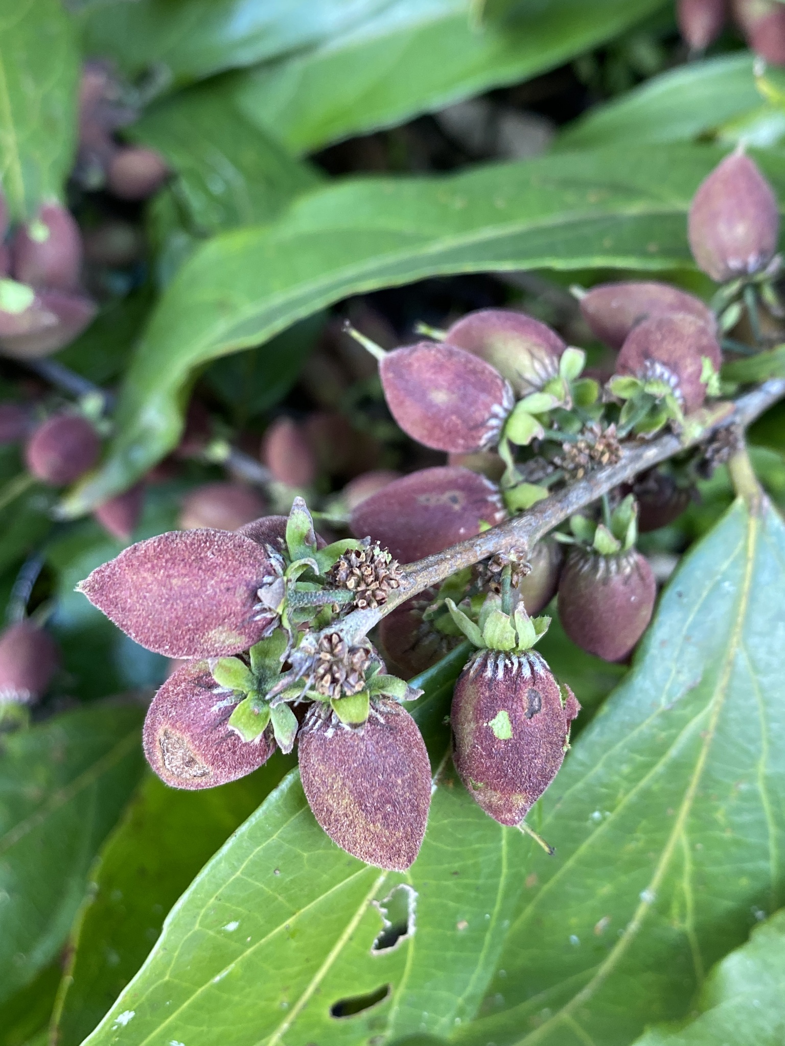 Imagem de Pimenta-de-macaco