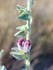 Amphithalea rostrata