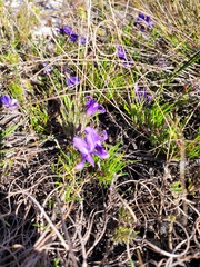 Viola decumbens