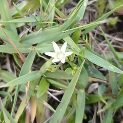 Lysimachia filiformis