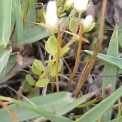 Lysimachia filiformis