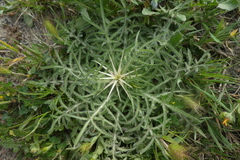 Centaurea calcitrapa