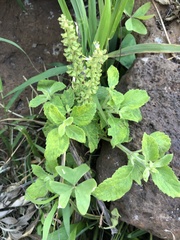 Ocimum gratissimum