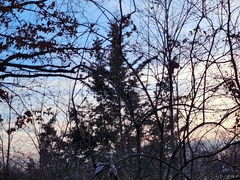 Juniperus virginiana virginiana