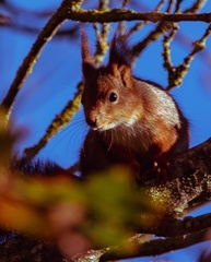 Sciurus vulgaris