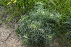 Centaurea calcitrapa