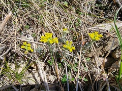 Alyssum montanum