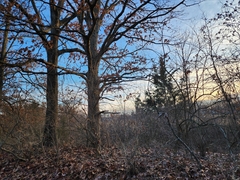 Juniperus virginiana virginiana