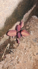 Euphorbia cotinifolia