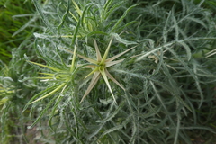 Centaurea calcitrapa