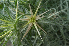 Centaurea calcitrapa