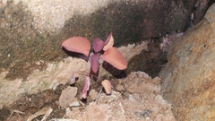 Euphorbia cotinifolia