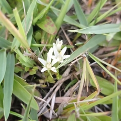 Lysimachia filiformis