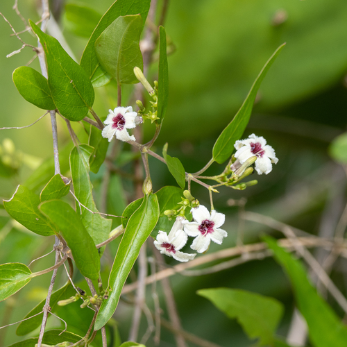 Grandidier's Sewervine