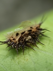 Aspidimorpha miliaris