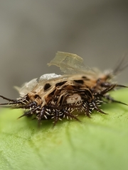 Aspidimorpha miliaris