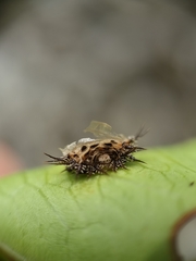 Aspidimorpha miliaris