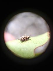 Aspidimorpha miliaris