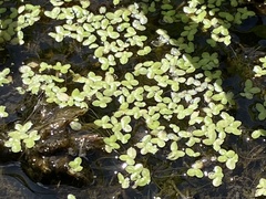 Lemna aequinoctialis