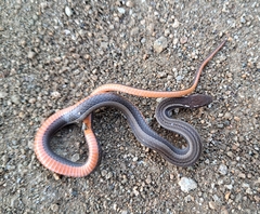 Coniophanes imperialis