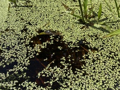 Lemna aequinoctialis