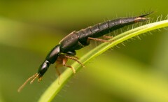 Raphirus