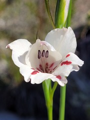 Gladiolus variegatus
