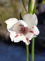 Gladiolus variegatus