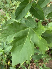 Liquidambar styraciflua
