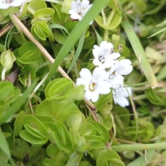 Bacopa salzmannii