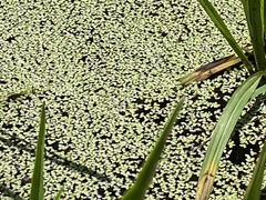 Lemna aequinoctialis