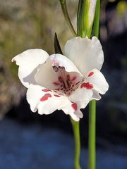 Gladiolus variegatus