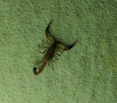 Hottentotta hottentotta