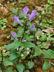 Scutellaria barbata