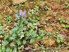 Scutellaria barbata