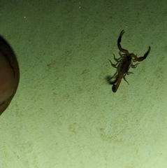 Hottentotta hottentotta