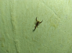 Hottentotta hottentotta