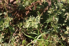 Teucrium cubense